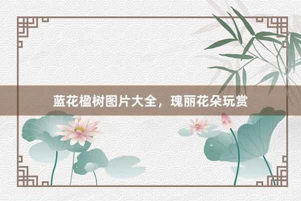 蓝花楹树图片大全，瑰丽花朵玩赏
